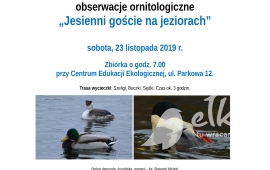 Obserwacje ptaków - jesiennie goście na jeziorach