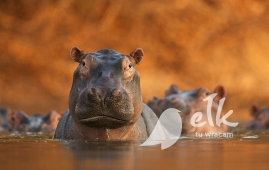 Inaugurazione della Mostra Fotografia della Fauna