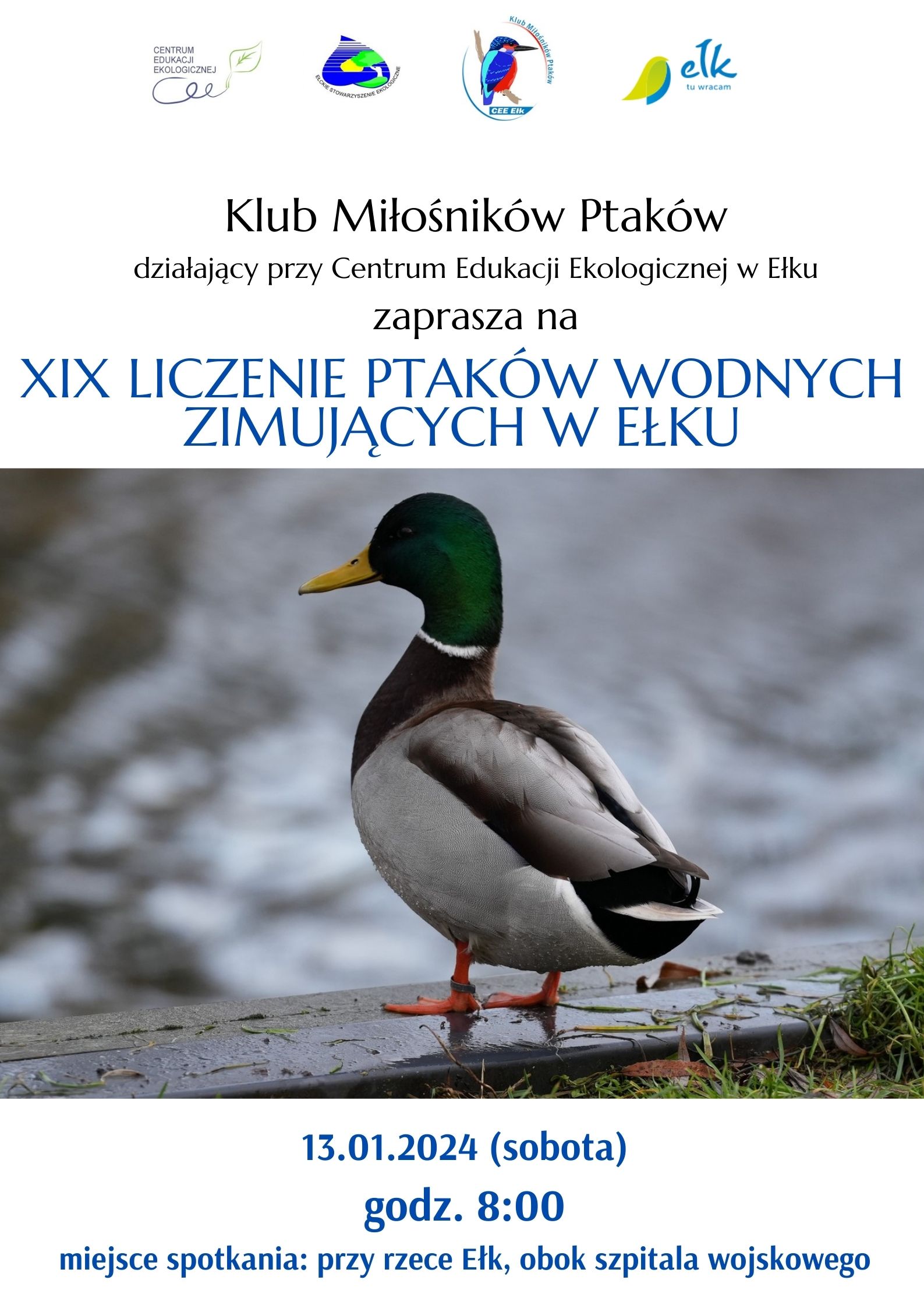 XIX LICZENIE PTAKÓW WODNYCH ZIMUJĄCYCH W EŁKU.jpg